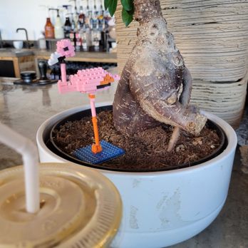 Inclusion Coffee - Iced Homespun Latte and the Pink Flamingo - Coffee & Tea Near Me - Arlington, Texas