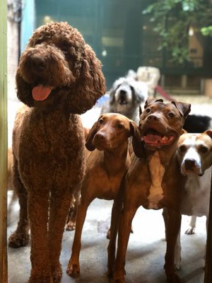 D is for Doggy - Daycare & Grooming by null