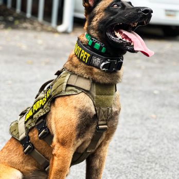 Canine Redemption - K9 Karuk - Pet Photography Near Me Canine Redemption - K9 Karuk - Pet Photography Near Me
