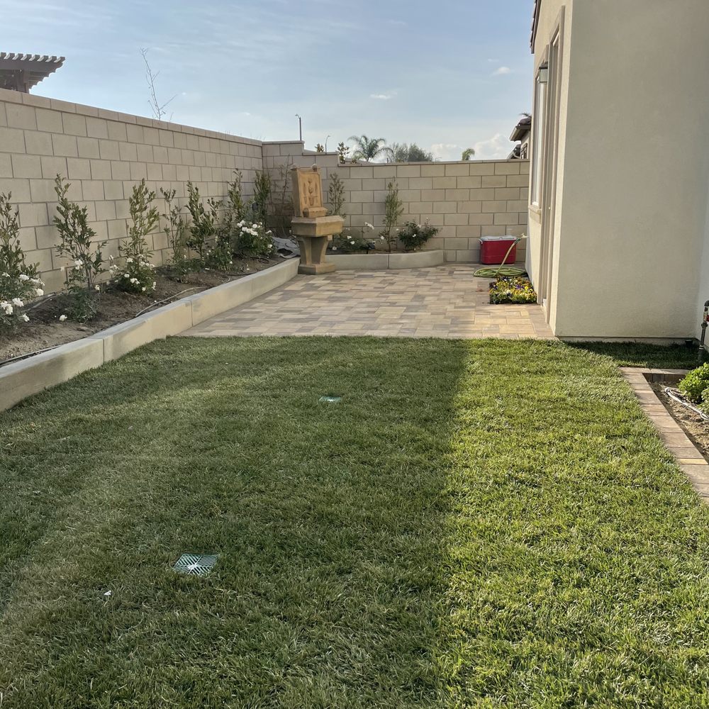 Green Ivy Maintenance - Grass - Landscaping Near Me
