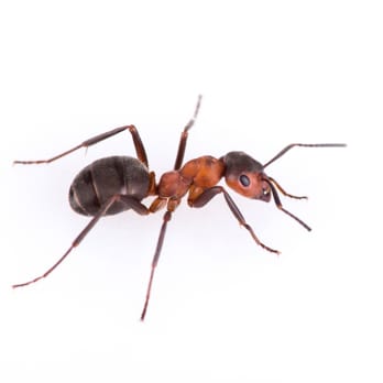 Daddy's Pest Solutions - Pest Control Near Me - Boca Raton, Florida Daddy's Pest Solutions - Pest Control Near Me - Boca Raton, Florida