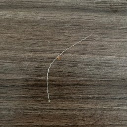Plastic that was baked into the donut, extreme choking hazard! Don't recommend Plastic that was baked into the donut, extreme choking hazard! Don't recommend