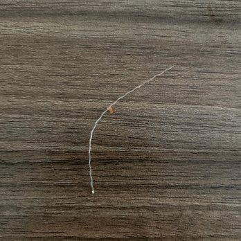 Crest Donuts - Plastic that was baked into the donut, extreme choking hazard! Don't recommend - Donuts Near Me - Ridgecrest, California Crest Donuts - Plastic that was baked into the donut, extreme choking hazard! Don't recommend - Donuts Near Me - Ridgecrest, California