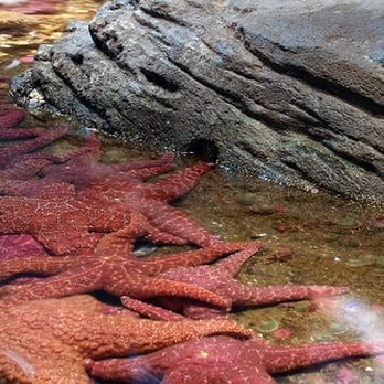 Seattle Aquarium - We are sea stars, sea stars, upon us make a wish but don't call us starfish... - Aquariums Near Me - Seattle, Washington Seattle Aquarium - We are sea stars, sea stars, upon us make a wish but don't call us starfish... - Aquariums Near Me - Seattle, Washington