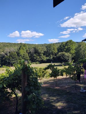 Torne Valley Vineyard by null