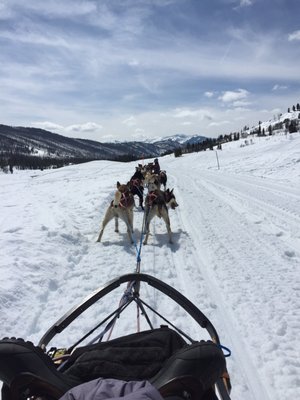 Jackson Hole Iditarod Sled Dog Tours by null