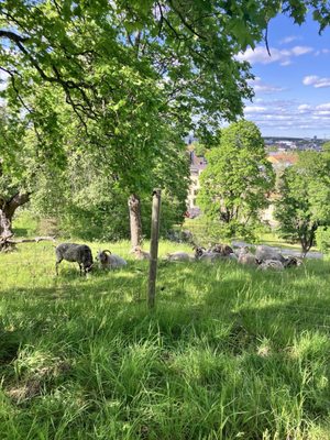 Uppsala Castle by null