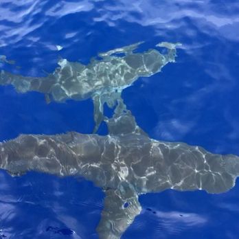 One Ocean Diving - Free Diving Near Me - Haleiwa, Hawaii