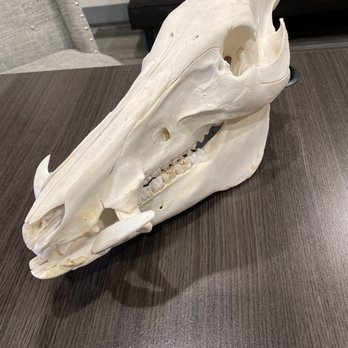 Simon’s Taxidermy - Wild boar skull - Taxidermy Near Me - Norco, California Simon’s Taxidermy - Wild boar skull - Taxidermy Near Me - Norco, California