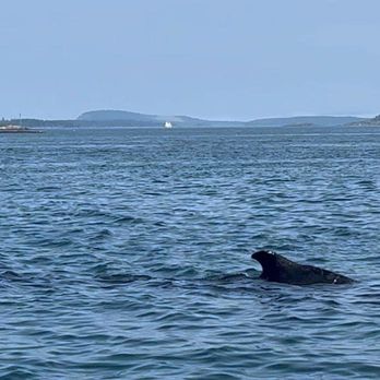 Full Tide Ocean Safaris - Photo - Whale Watching Tours Near Me - Leonardville, New Brunswick Full Tide Ocean Safaris - Photo - Whale Watching Tours Near Me - Leonardville, New Brunswick