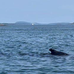 Full Tide Ocean Safaris - Photo