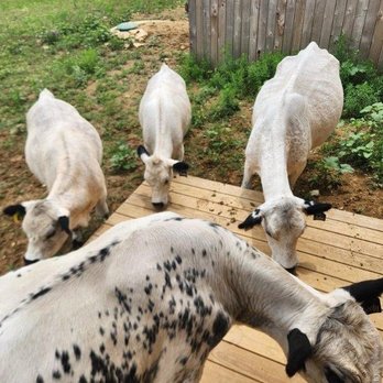 Blue Hills Ranch - Cows on the back porch - Hotels Near Me - McGregor, Texas