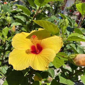 Oakland Nursery - Pretty - Nurseries & Gardening Near Me - Dublin, Ohio