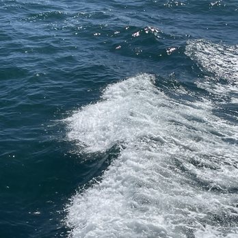 Davey's Locker - Dolphins - Fishing Near Me - Newport Beach, California