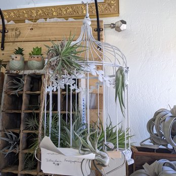 Elevate Home Decor - Bird cage with air plants - Home Decor Near Me - Castro Valley, California