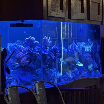Little Thai Restaurant - Salt water fish tank - Thai Near Me - Seattle, Washington Little Thai Restaurant - Salt water fish tank - Thai Near Me - Seattle, Washington