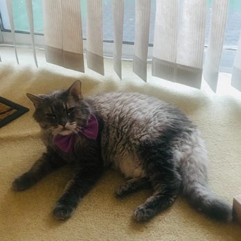 Viva La Groom - Pet Groomers Near Me Viva La Groom - Pet Groomers Near Me