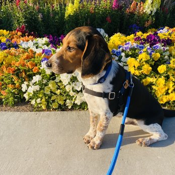 Southern Nevada Dog Training - Charlie Rooney ( Beagle )  Southern Nevada Dog Trained - Pet Training Near Me