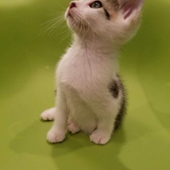 Long Beach Humane Society - Sibi - Animal Shelters Near Me - Island Park, New York