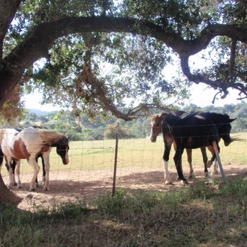Tim Comstock - C & C - Horses grabbing some shade in Ojai - Real Estate Agents Near Me - Ventura, California