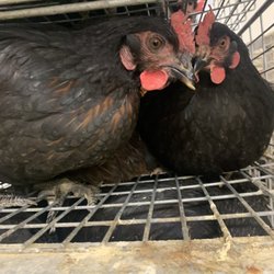 Aden Live Poultry