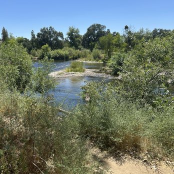 Sycamore Island - A lot of overgrowth and down trees in the park - Fishing Near Me - Madera, California
