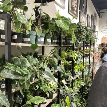 House Plant Collective - Nurseries & Gardening Near Me - Birmingham, Alabama House Plant Collective - Nurseries & Gardening Near Me - Birmingham, Alabama