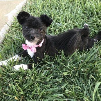 PetSmart - My sassy baby - Cookie - Pet Stores Near Me - San Leandro, California PetSmart - My sassy baby - Cookie - Pet Stores Near Me - San Leandro, California