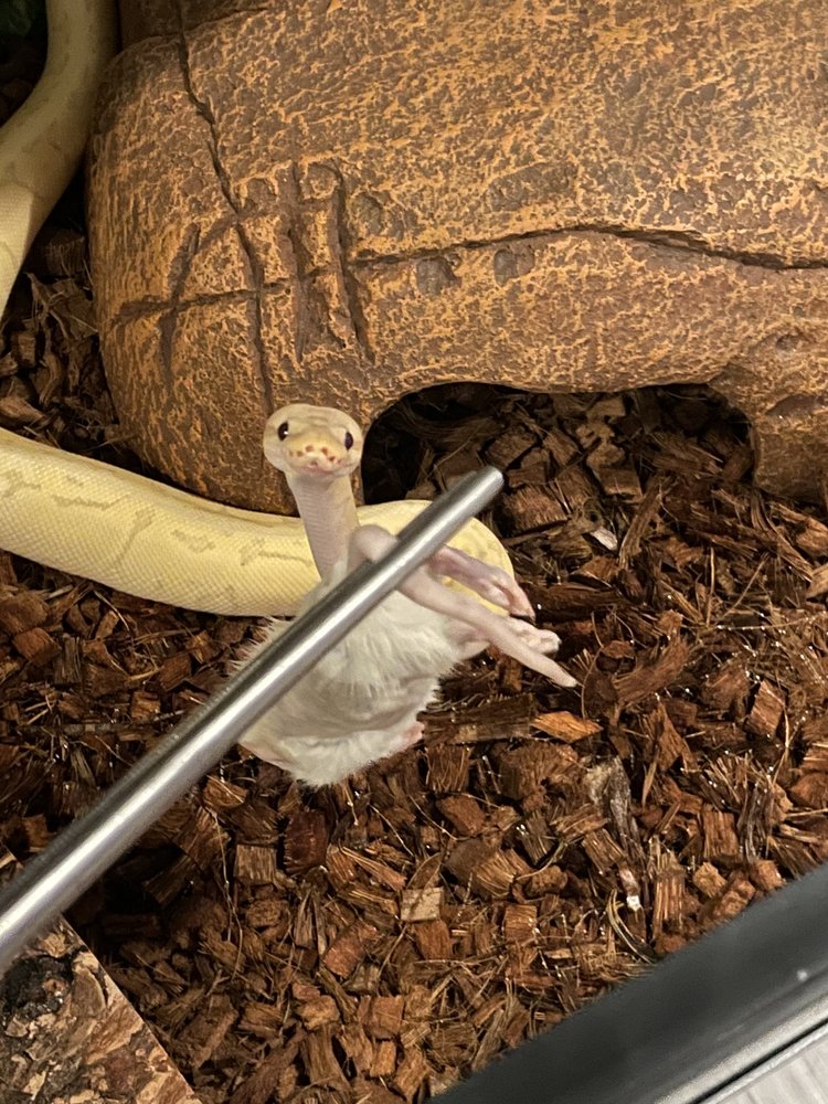 Scales & Tails Image