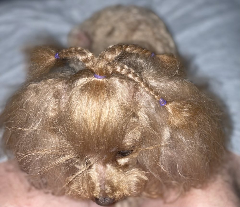 DOG HEART GROOMING Updated September 2024 23 Photos Leander