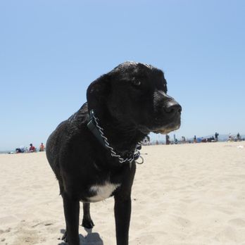 Rosie's Dog Beach - Midnight @ Rosie's Dog Beach - Dog Parks Near Me - Long Beach, California Rosie's Dog Beach - Midnight @ Rosie's Dog Beach - Dog Parks Near Me - Long Beach, California