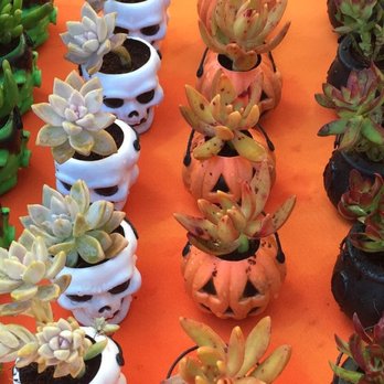 Cosgrove Cymbidium - Halloween Succulent Planters/Party Favors now in stock! - Nurseries & Gardening Near Me - Encinitas, California Cosgrove Cymbidium - Halloween Succulent Planters/Party Favors now in stock! - Nurseries & Gardening Near Me - Encinitas, California