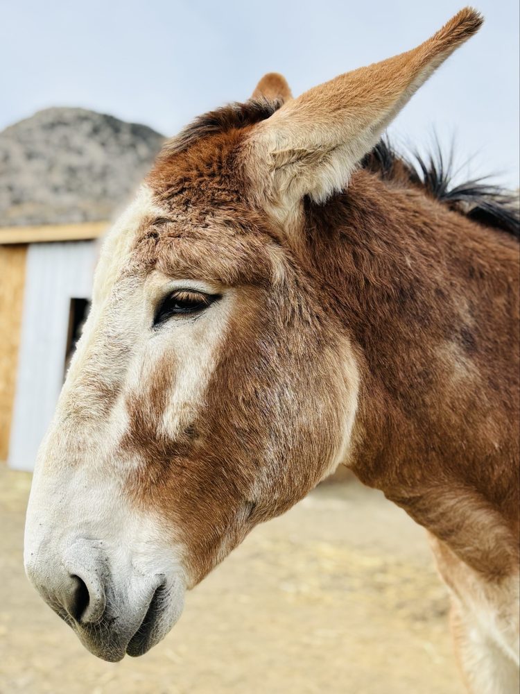 Desert Rose Ranch Logo