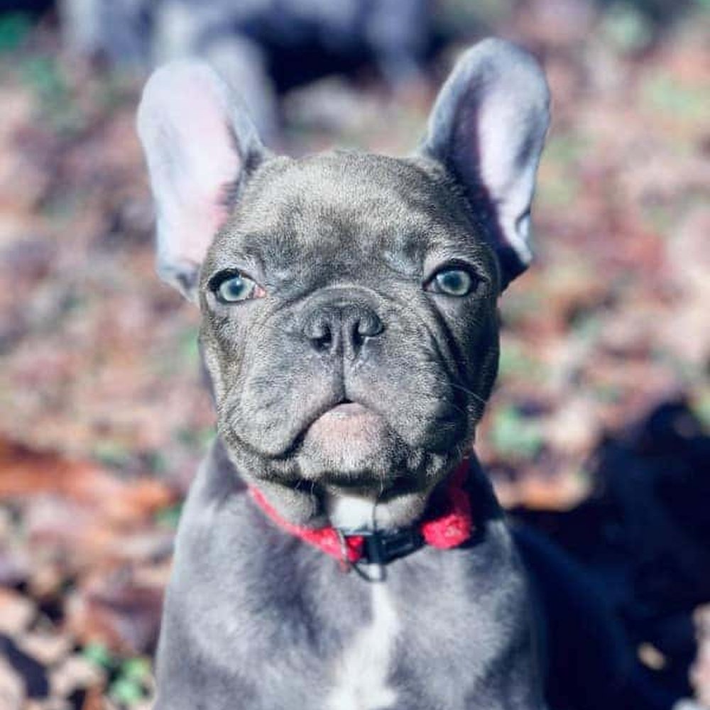 TOP 10 BEST French Bulldog Vet in New York, NY - Updated 2026 - Yelp, image size:1000x1000