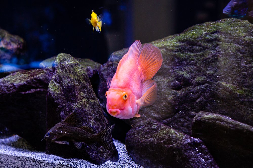 CALIFORNIA CUSTOM AQUARIUMS 50 Photos & 11 Reviews 4580 Alvarado Canyon Rd, San Diego, CA Yelp