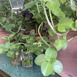 Sister's Eyebrow Threading - Pretty Plants
