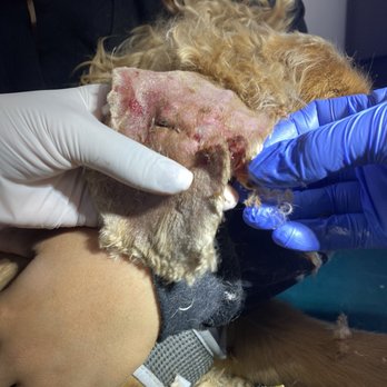 Benosdog Pet Grooming - The damage is more visible. - Pet Groomers Near Me - Ontario, California Benosdog Pet Grooming - The damage is more visible. - Pet Groomers Near Me - Ontario, California