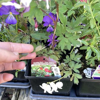 Phoenix Perennials - Nurseries & Gardening Near Me - Richmond, British Columbia