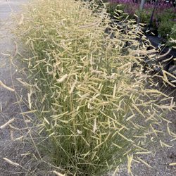 Glover Nursery - Blonde Ambition Grass