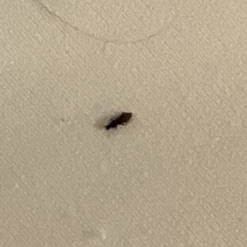 Marriott Stanton South Beach - the mother bug with a disgusting hair - Hotels Near Me - Miami Beach, Florida
