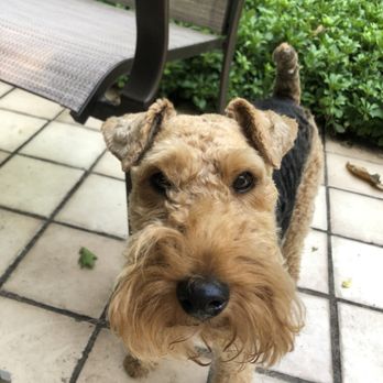Fur Factory - Pet Groomers Near Me - Reston, Virginia