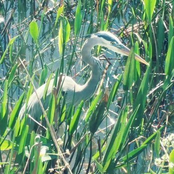 Mount Dora Dock - Wildlife - Lakes Near Me - Mount Dora, Florida