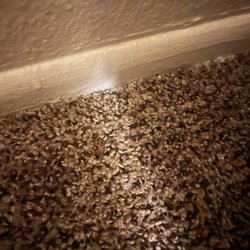 Olive Tree Apartments - Roach in carpets
