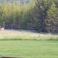 Cabin Creek Landing Bed & Breakfast - View from the back porch watching deer meandering by.
