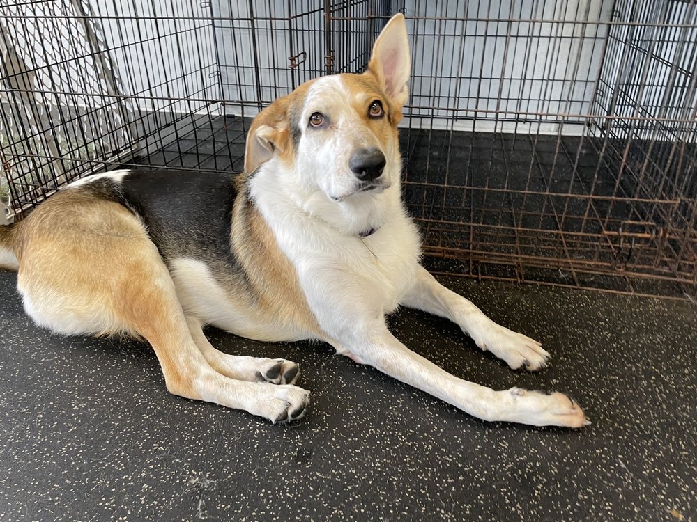 DOGTOPIA Updated September 2024 12 Photos & 30 Reviews 13520