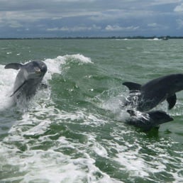 Dolphins following the boat Dolphins following the boat