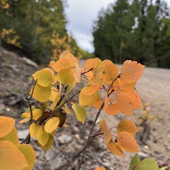 Boreas Pass - Boreas Pass, mid September 2024: mostly vivid green, but pockets of dancing yellow / orange Aspen leaves. 5/5 drive, 100% recommend it. - Hiking Near Me - Jefferson, Colorado Boreas Pass - Boreas Pass, mid September 2024: mostly vivid green, but pockets of dancing yellow / orange Aspen leaves. 5/5 drive, 100% recommend it. - Hiking Near Me - Jefferson, Colorado