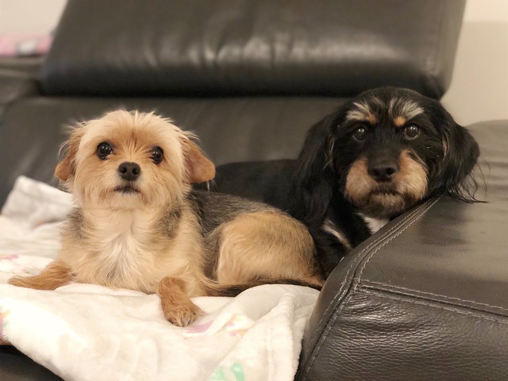 FUR CRAZY PET SALON 13 Photos & 31 Reviews 9220 Glades Rd, Boca