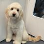 Photo of Ruff Life Dog Spa