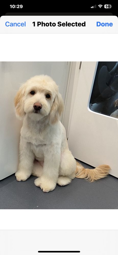 Ruff Life Dog Spa